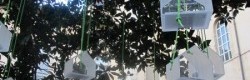 Sous le Magnolia Grandiflora...